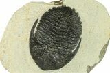 Bargain, Hollardops Trilobite Fossil - Ofaten, Morocco #287473-1